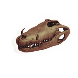 Mudskipper Skull