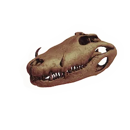 Mudskipper Skull