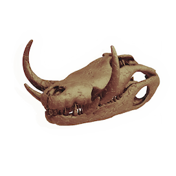 Sarco-skull