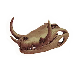 Sarco-skull
