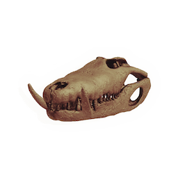 Reptile Skull