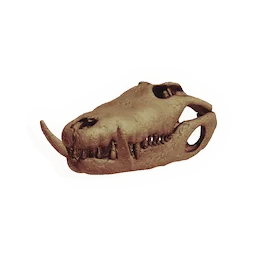 Reptile Skull