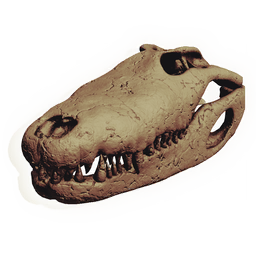 Crocodilian Skull