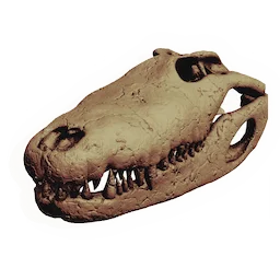 Crocodilian Skull