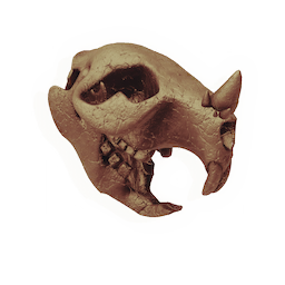 Monoceros Skull