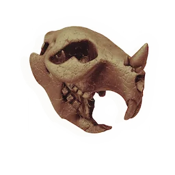 Monoceros Skull