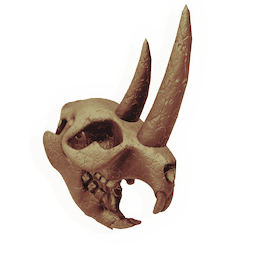 Broadbore Skull