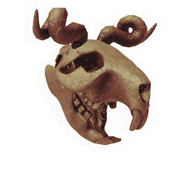 Skull of the Untameable