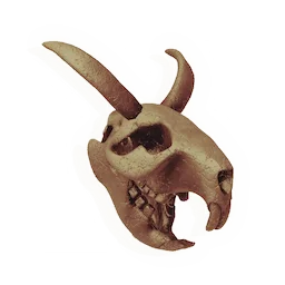 Pegasus Skull