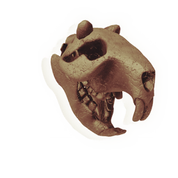 Longtooth Skull