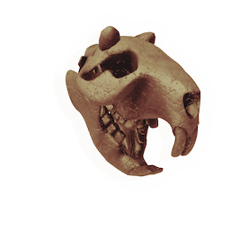 Longtooth Skull