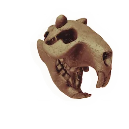 Longtooth Skull