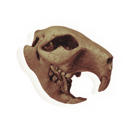 Equuleus Skull