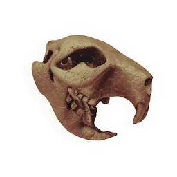 Equuleus Skull