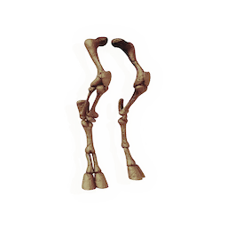 Ungulate Fossil