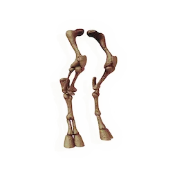 Ungulate Fossil