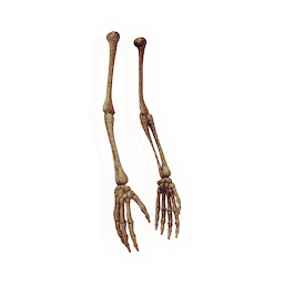 Dangling Forearms