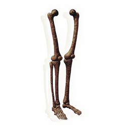 Fossilised Biped Legs