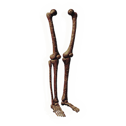 Fossilised Biped Legs