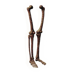 Fossilised Biped Legs