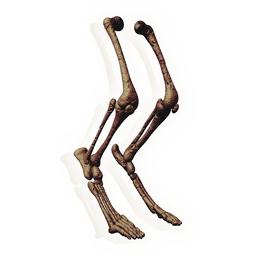 Swift Leg Bones