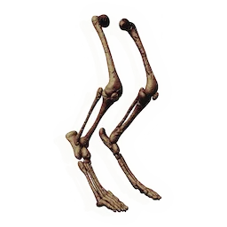 Swift Leg Bones