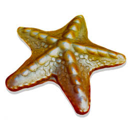 Ocean's Star