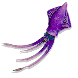 Colossal Squid