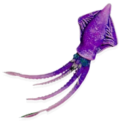 Colossal Squid
