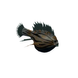 Lesser Dustfin