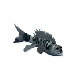 Sweetwater Minnow