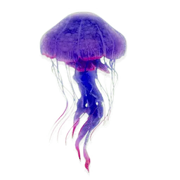 Aurora Jellyfish