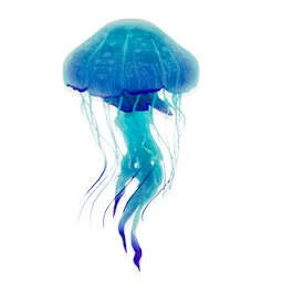 Many-eyed Jellyfish