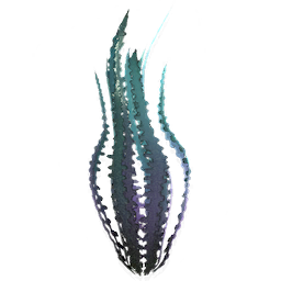 Kelp Strand