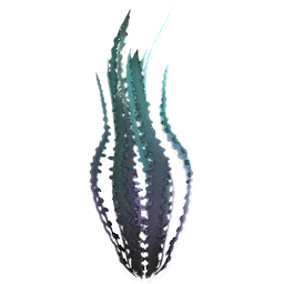 Kelp Strand