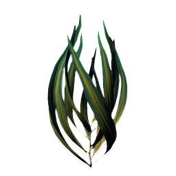 Tangleweed