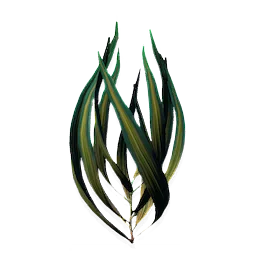 Tangleweed
