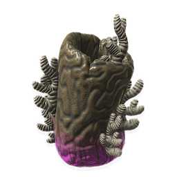Expired Braincoral