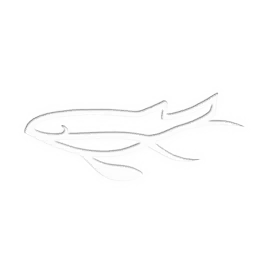 GLYPH TWELVE