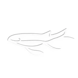 GLYPH TWELVE